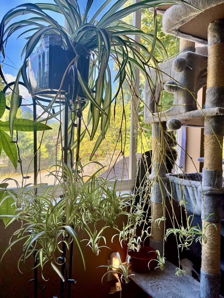 TheDillDoe's tweet photo. Yall my plant won’t stop having babies, is there like plant birth control available? I can’t repot all these! 🌱🪴😣and yes, yes she is in a large glass Tupperware container 😆 #PlantProblem https://t.co/nv1TSRTdzw