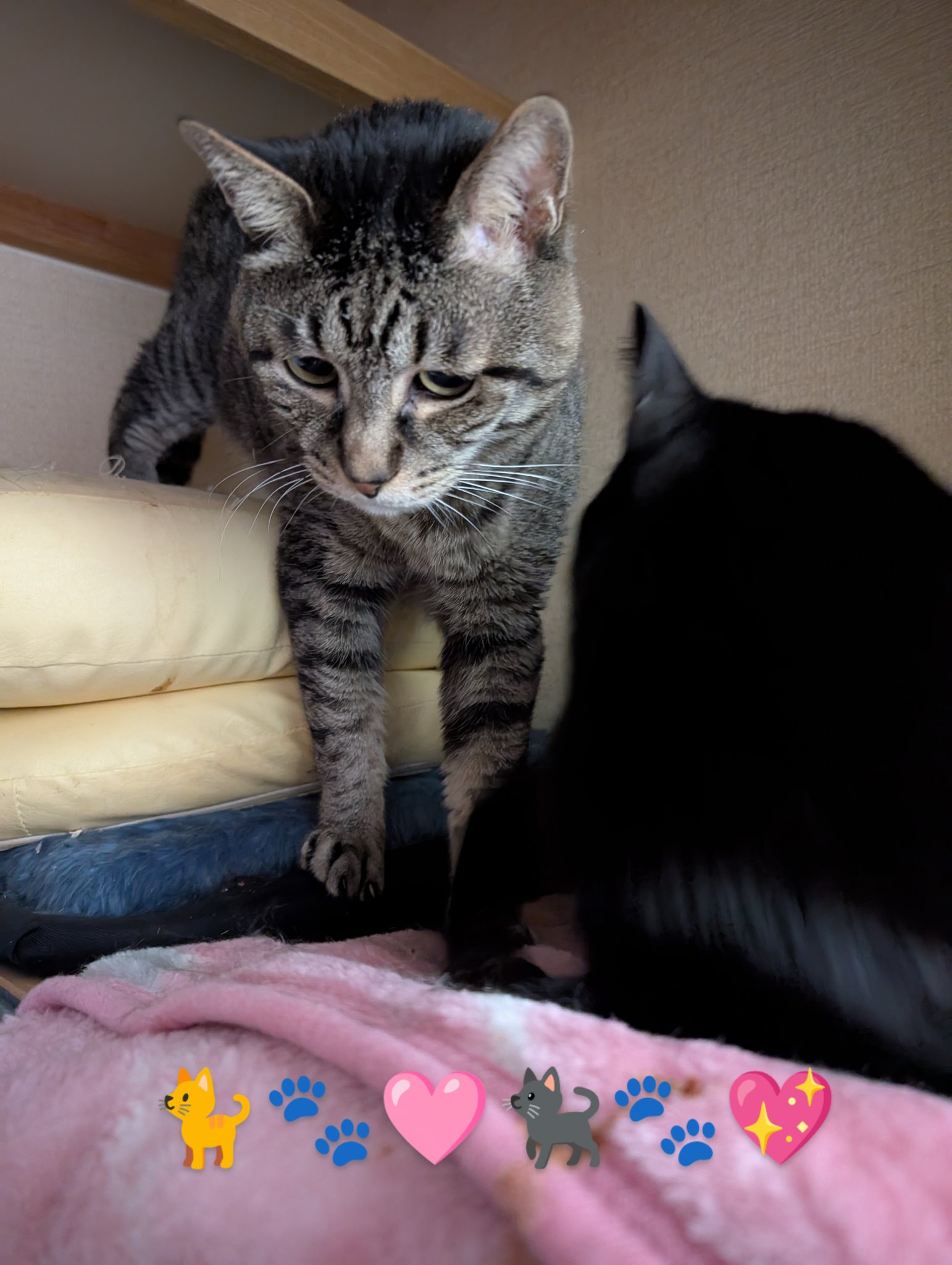 千鶴🐱🐈🐈‍⬛🐈‍⬛⸒⸒⸒⸒🐾🩷 on X: 