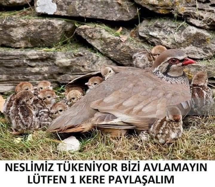 Recepsamuncu1's tweet image. AV YASAĞI KALKIYOR BU CANLILAR DOĞAYA FAYDALI BİR KEKLİK YILDA BİNLERCE KENEYİ YİYİYOR BUDA KIRIM KONGOYU BİTİRMEK DEMEK BU HAYVANLARA YADA BAŞKALARININ YAŞAMA ŞANSINI ELİNDEN ALMAYIN .
AVCILIK SPOR DEĞİL CİNAYETİR .