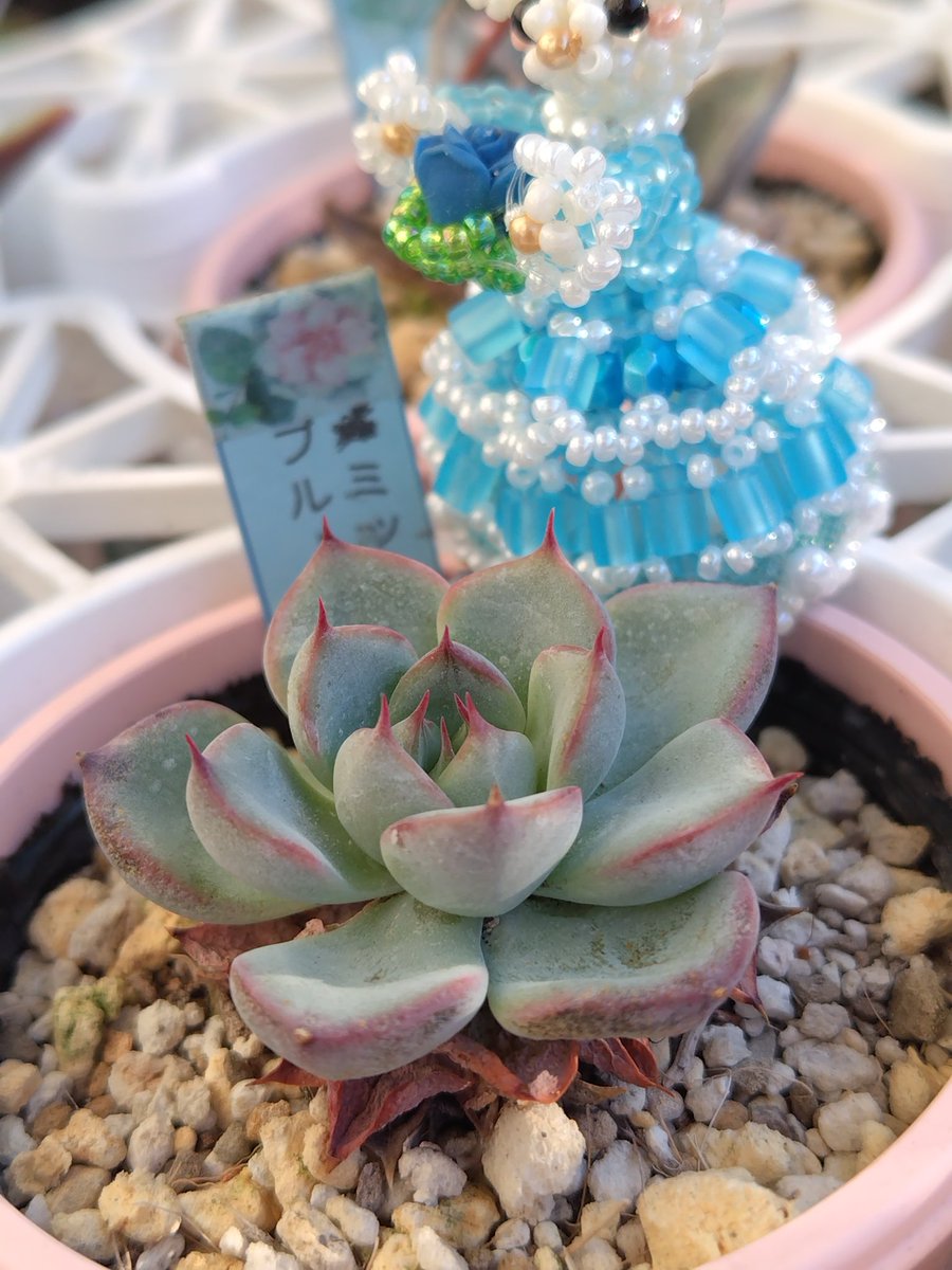 お早うございます٩(′д‵)۶
今朝は☀ベランダ🌡️33℃ι(´Д｀υ)ｱﾂｨｰ
最高🌡️38℃予報極暑
秋🍁遠いわね
体調に充分気を付けてお過ごしくださいね💧💧💧🥤🥵🥵
マンゴー🥭産🫐🌕頑張ってます