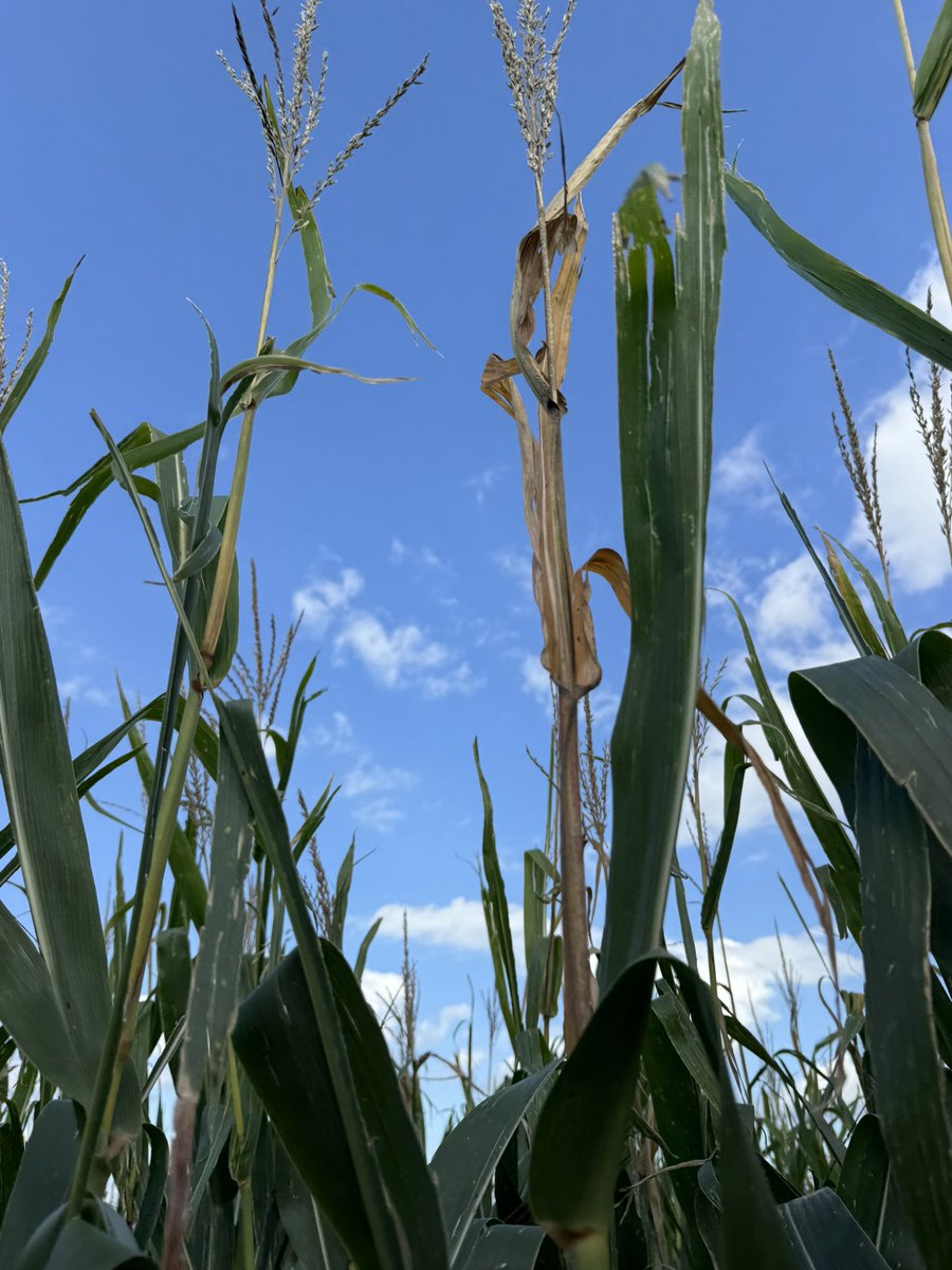 Nicole Stecklein tweet media