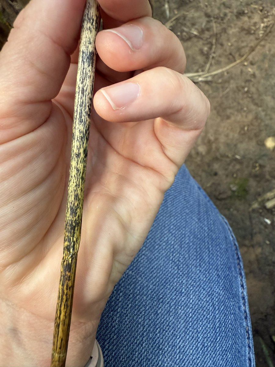 Nicole Stecklein tweet media