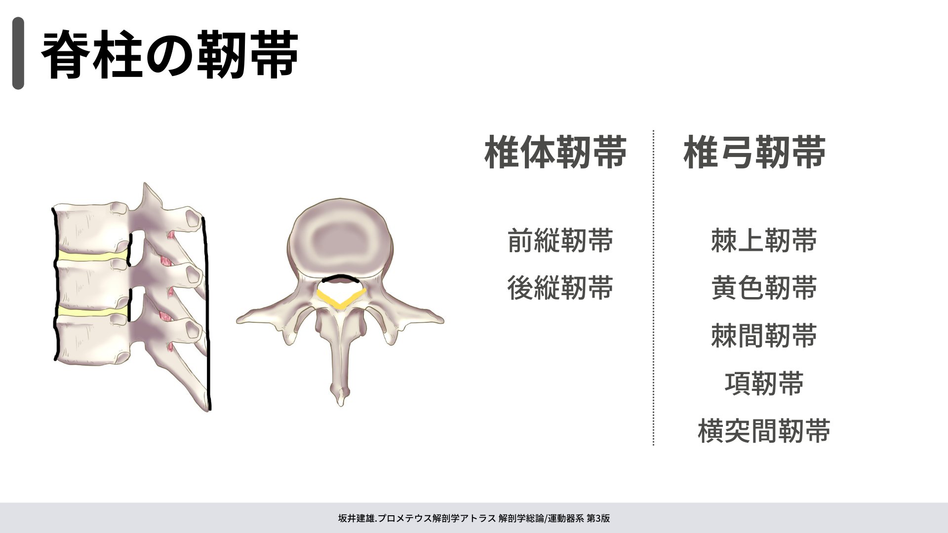 脊柱理学療法マネジメント 脊柱理学療法マネジメント−病態に基づき機能障害の原因を探る