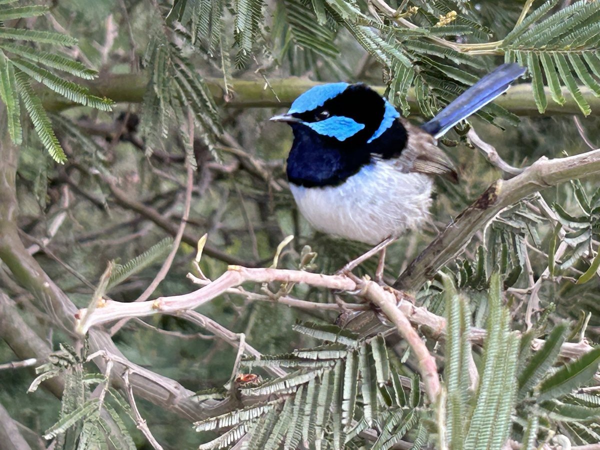 Superb Fairy Wren