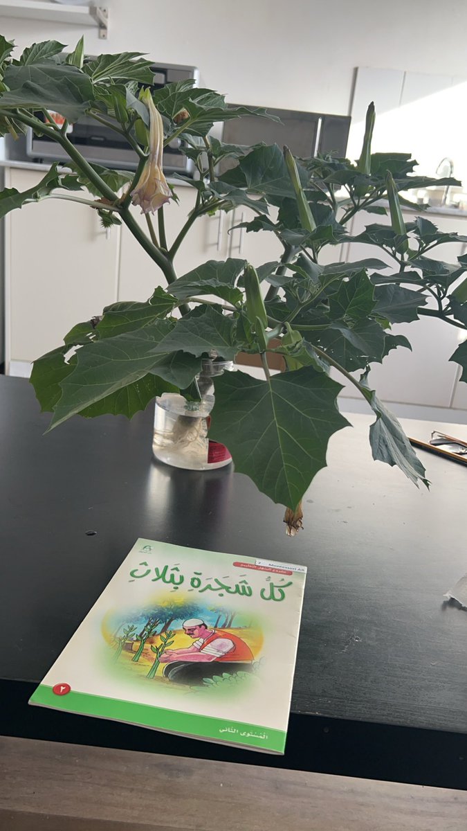 bulble91's tweet image. القصة مش مجرد تسلية ، بل تعتبر  أداة تربوية عميقة ؛ لانه من خلالها يعيش الطفل تجربة حسية ووجدانية، يفسرها بحرية ويبني معانيه الخاصة حيث تربطه بالطبيعة والكون ، تُعلّمه التفكير بدل التلقين، وتوحد بين المعرفة والعاطفة ، لهذا كانت القصة في فلسفة مونتيسوري مدخلًا لتربية العقل والقلب.