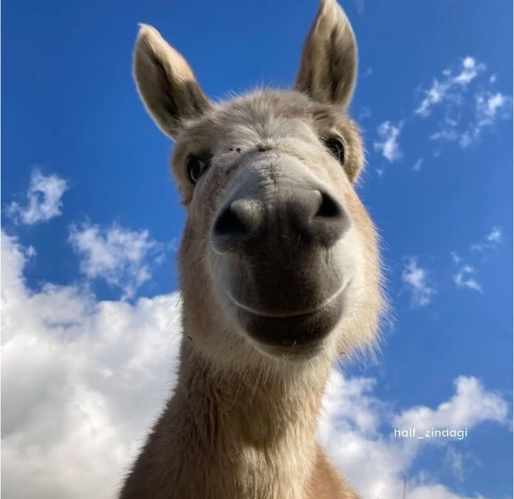 2 Gadhey aik dusry ko dekhty hue 😂