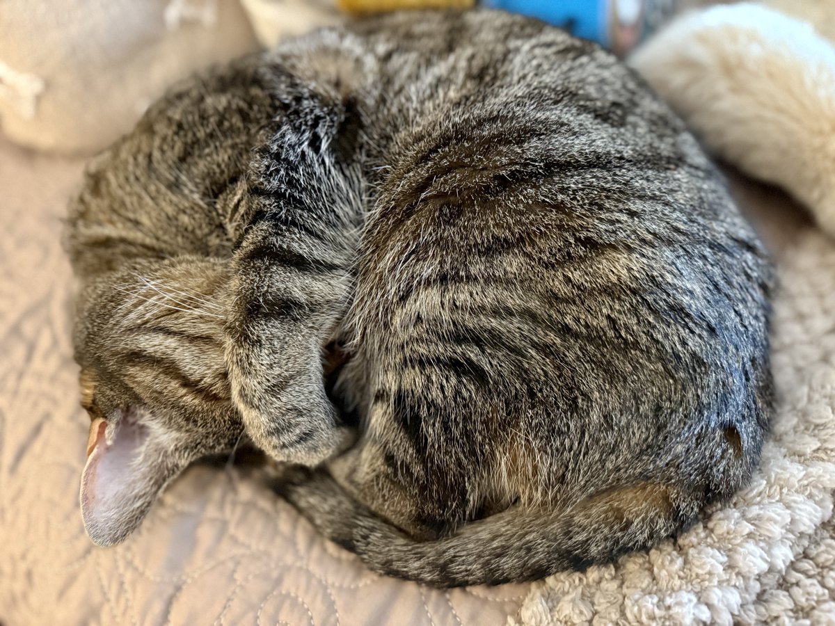 Trouble says a nap is just the thing you need to cure whatever ails you.