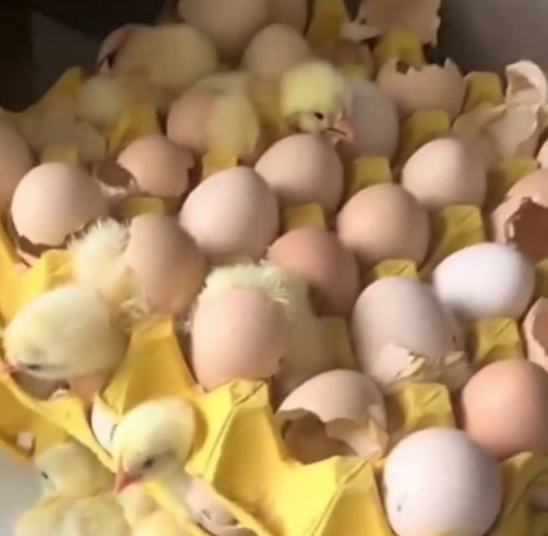 AriadnaMiank's tweet photo. @AlertaMundoNews ¿Falso, los huevos que venden en los Súper no son fertilizados, Cierto @grok? https://t.co/NfHJh3hUsy