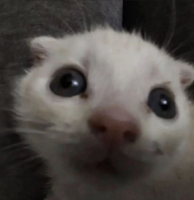 I HAVE SO MANY BOTS IN MY DMS WHAT THE FUCK