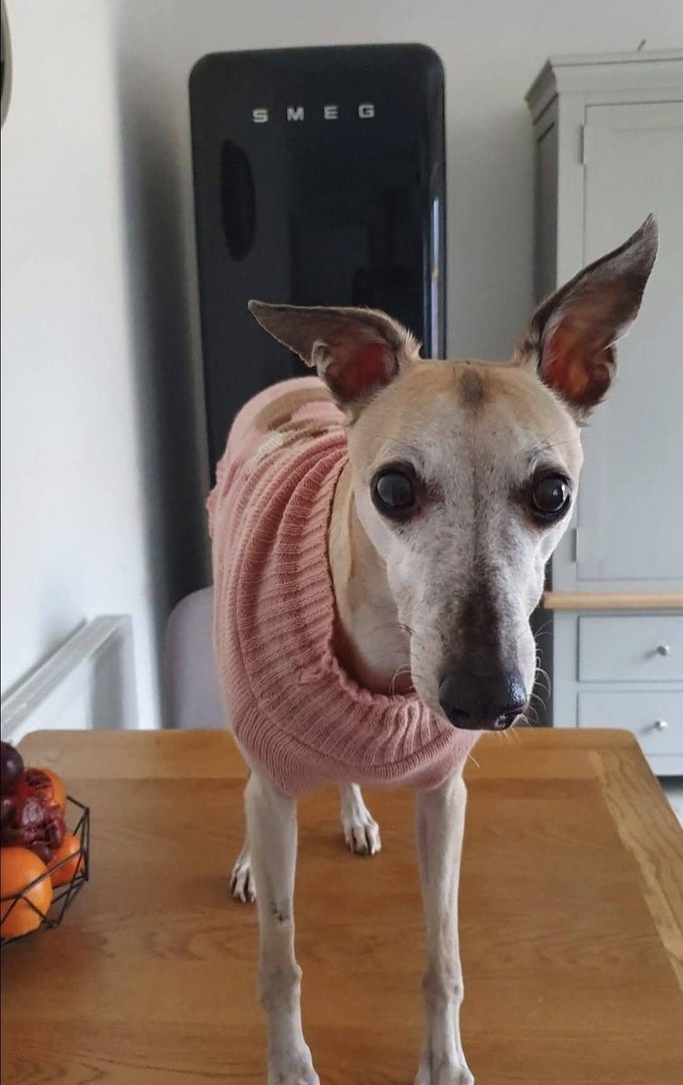 Kai 🌈& Co tweet media