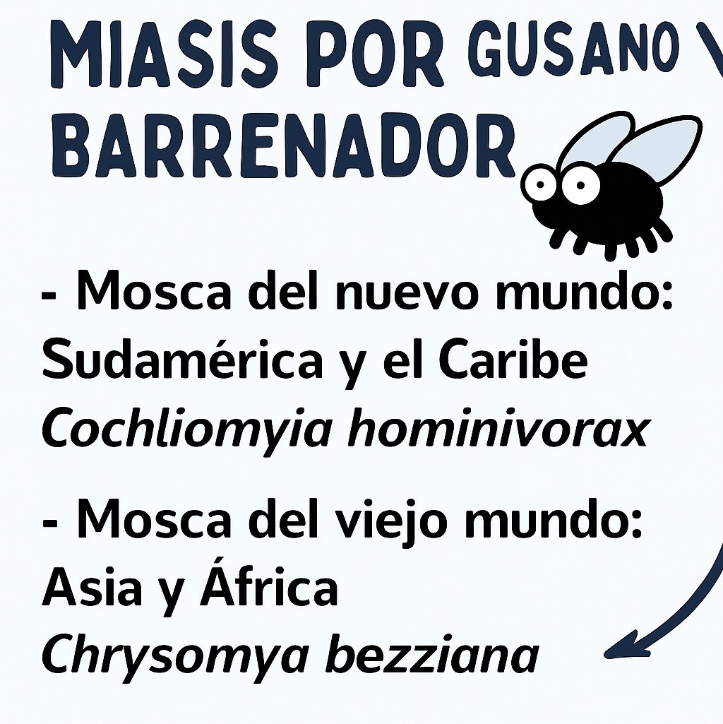 med_ring's tweet photo. ENARM2025, si les preguntan factores de riesgo, esto está relacionado con algo ocupacional como dedicarse a la ganadería, presentar alguna herida abierta, y el tratamiento es la extracción directa de la larva y la limpieza de la herida. https://t.co/8W38bP7IzD