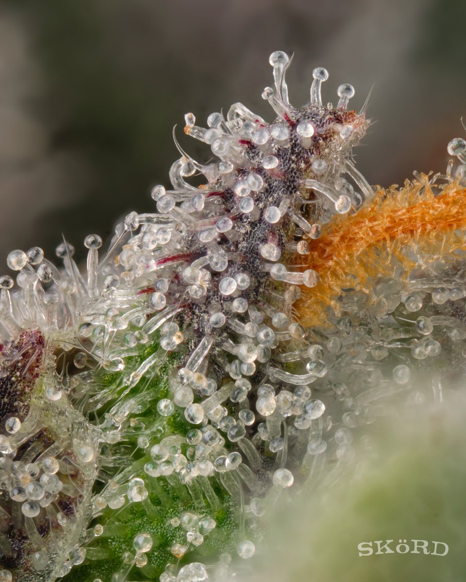 Night Wedding came down resin coated and rich in deep purple hues. The profile starts off bright. Creamy vanilla and lemon pastry, before settling into a smooth lavender finish. A great example of what this cultivar is capable of.

iskord.com/map to skör