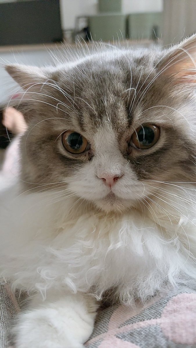 OFURO_kun's tweet photo. おはようございます🩵

飼い主のお腹の上は、朝からふわふわの妖精に占拠されています👶💭（笑）

#おふろくん　#おふろくんの癒し修行　#猫　#癒し　#猫のいる暮らし #猫好きさんと繋がりたい　#ミヌエット https://t.co/4l8oT9batD