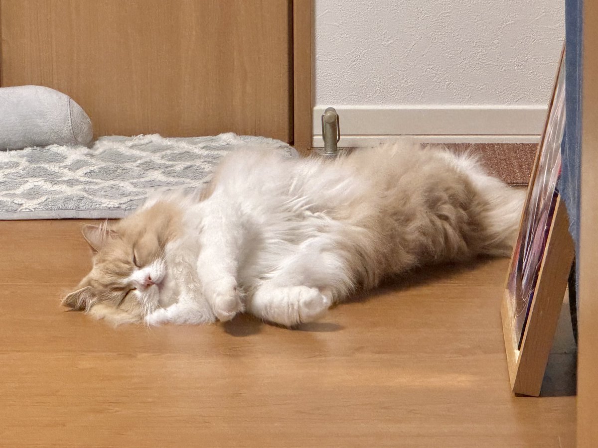ロカくん、おはよー！
同居生活537日。

内弁慶すぎるロカくんが唯一くつろげる場所って家だけなんだよなぁ…と考える夜。

たくさん、たくさんくつろいで欲しい。

#サイベリアン
#猫のいる暮らし
#ねこ好きさんと繋がりたい