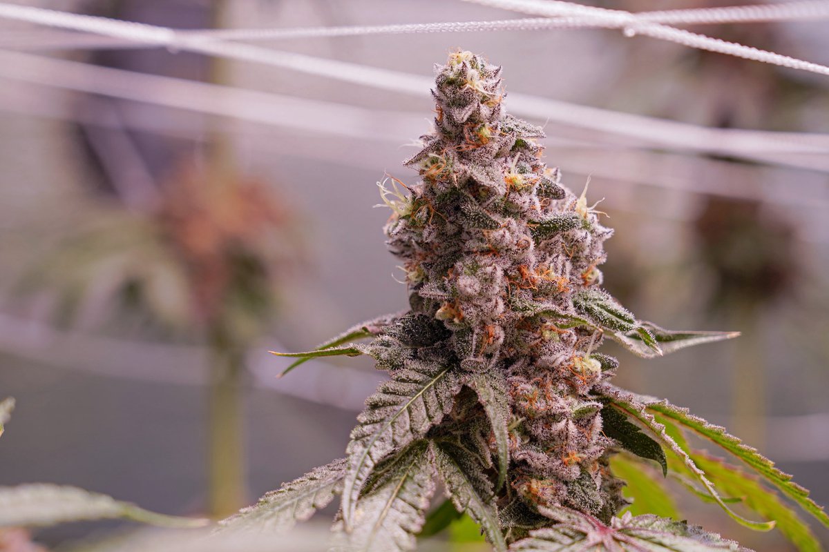 Wildberry Truffle
(Gorilla Butter F2-White Truffle Cut x Wildberry Cake) expect to see this in some crosses in the future