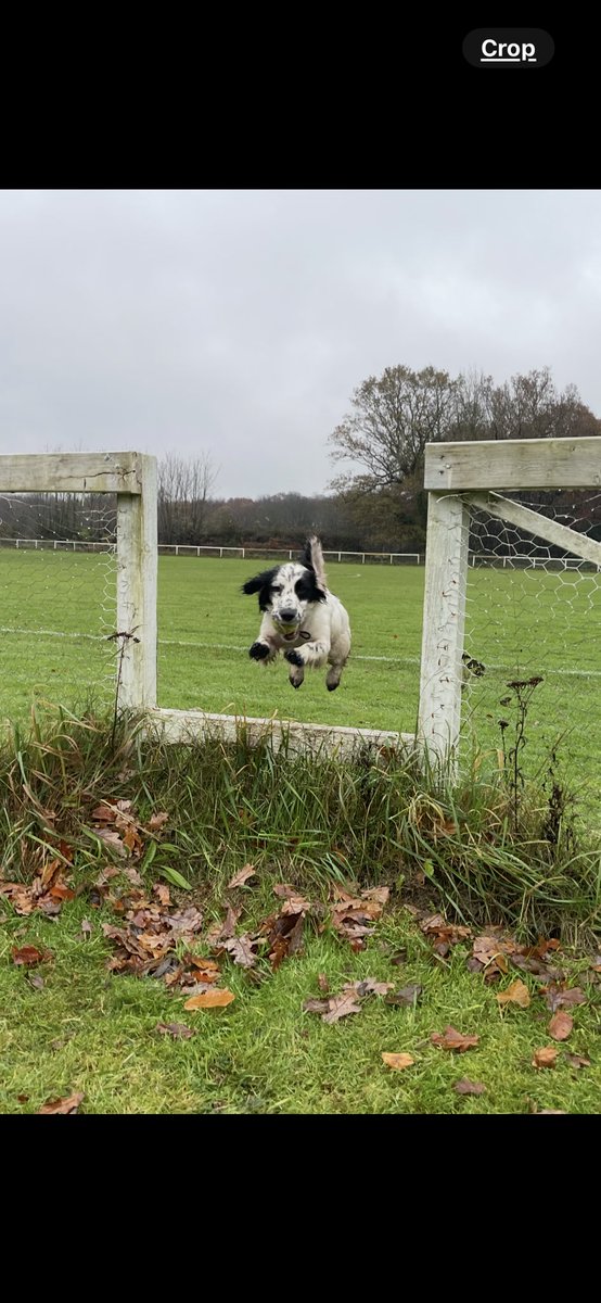 sspoldogsection's tweet image. PD Domino: This little dog has helped secure charges on an Eastbourne man after she located handgun ammunition, drugs and cash during a search of two properties linked to the male. A very serious matter is just a big game of hide and seek for our dogs, and they love it! 🎾