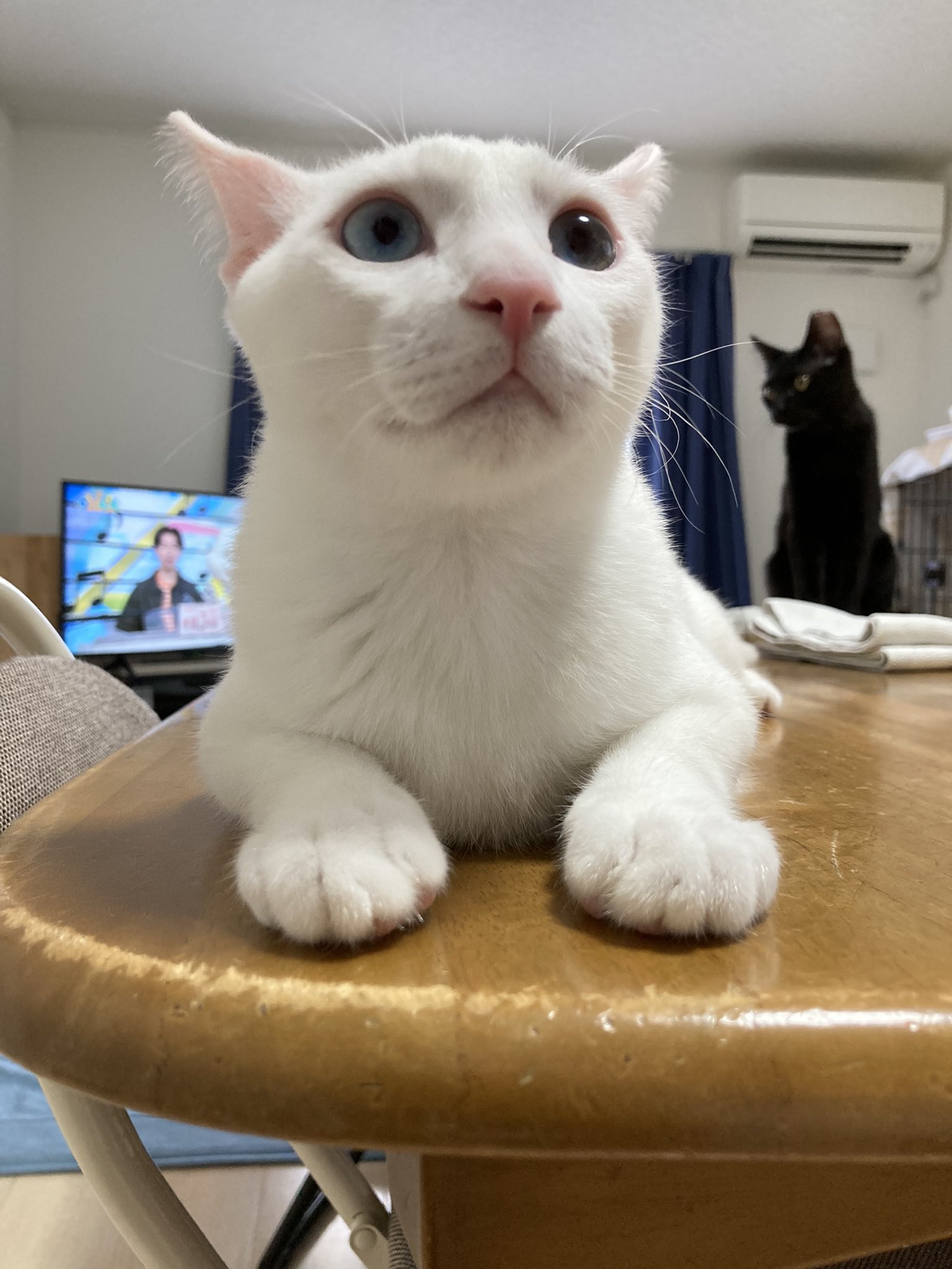 萌猫 高地立耳猫//妹妹
