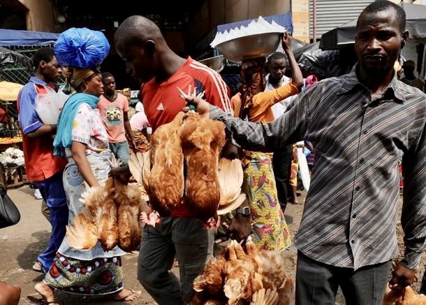 🚨La Guinée 🇬🇳 importe 70 000 tonnes de poulet chaque année lsi-africa.com/fr/actualite-a…