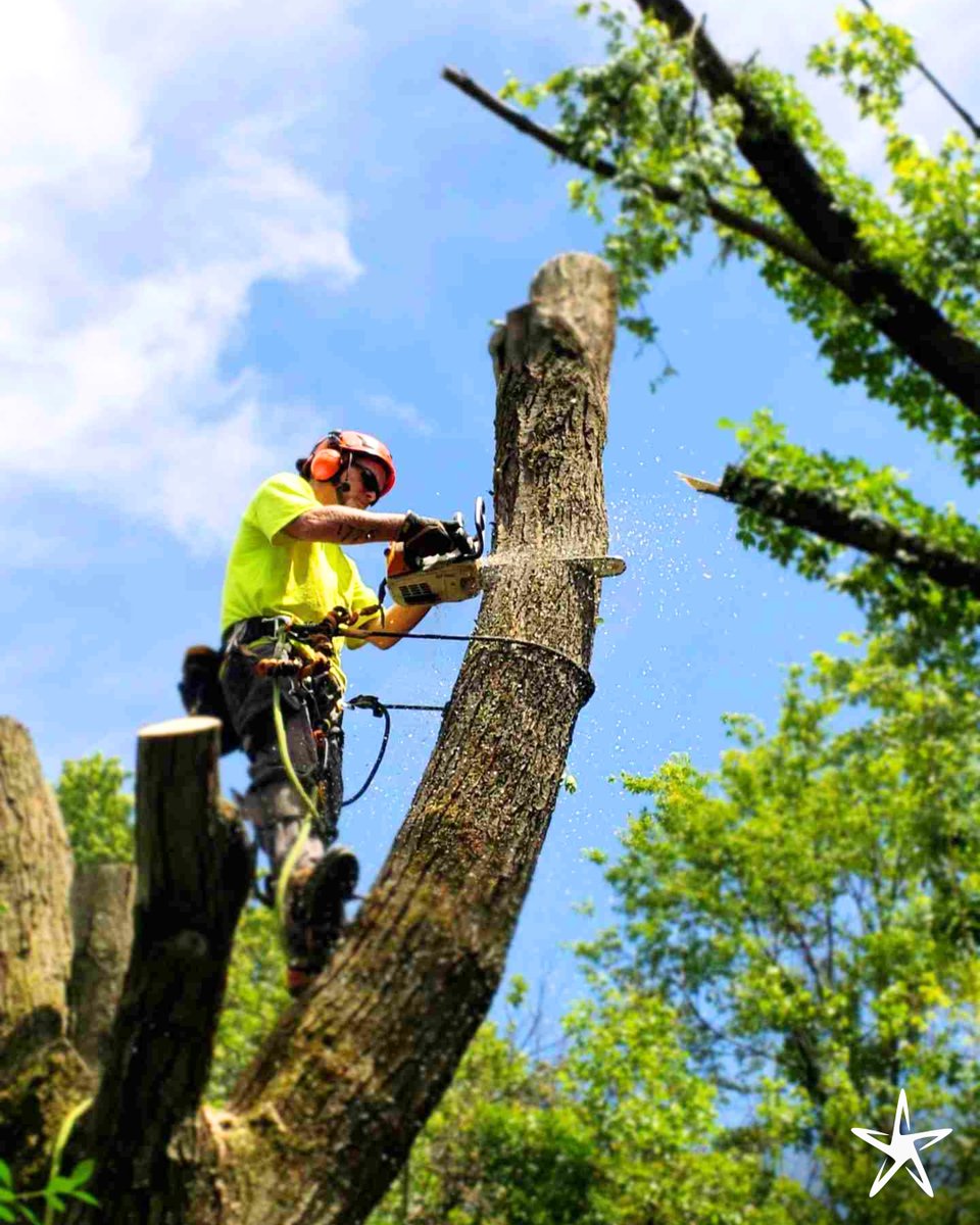 silverstartree's tweet image. 🪓 Safe & Reliable Tree Removal
Whether it’s a hazard tree or just making space, our crew handles removals with precision and care, keeping your property safe from start to finish.
Book now: silverstartree.com
#TreeRemoval #SafeTreeWork #SilverStarTree #TreeCareExperts