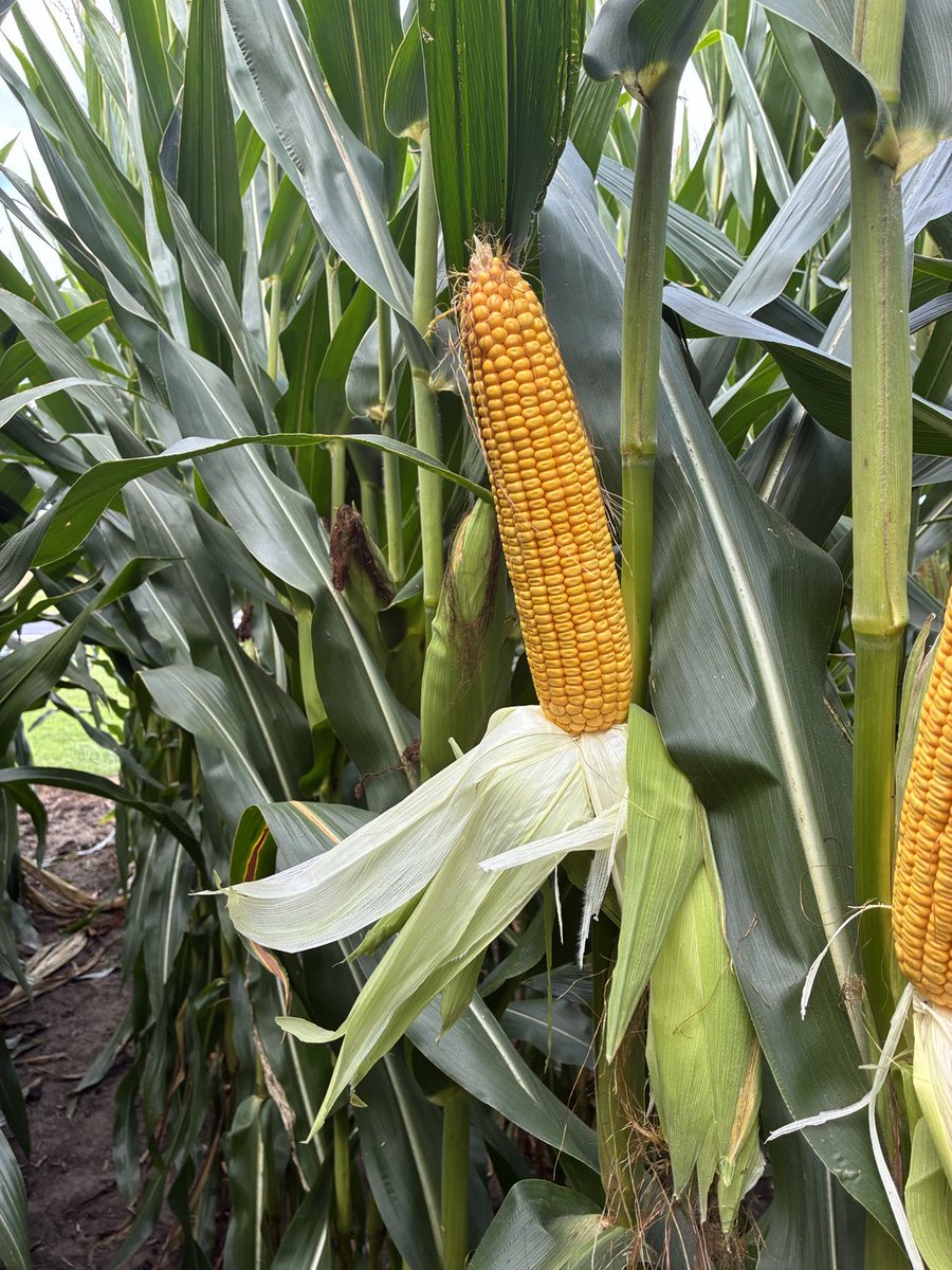 Tom Walsh tweet media