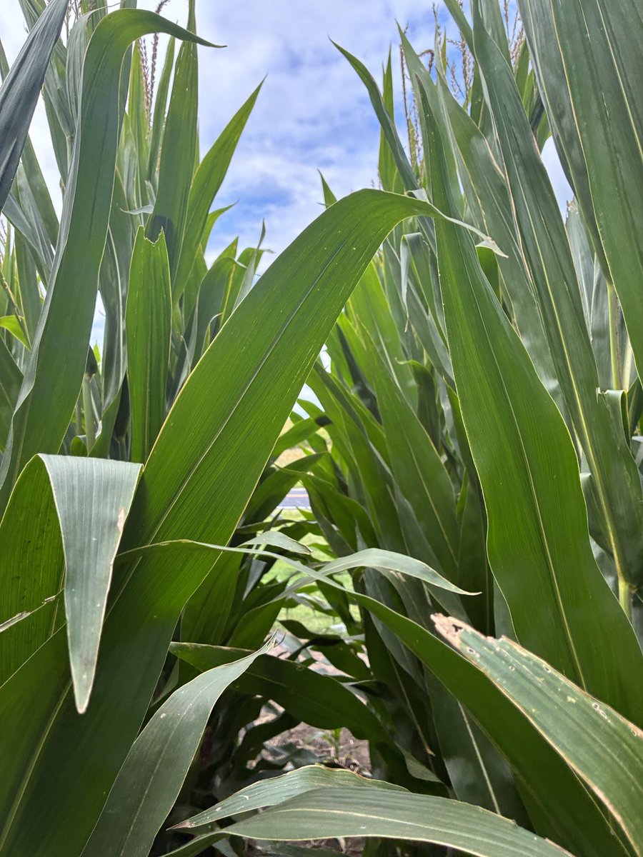 Tom Walsh tweet media