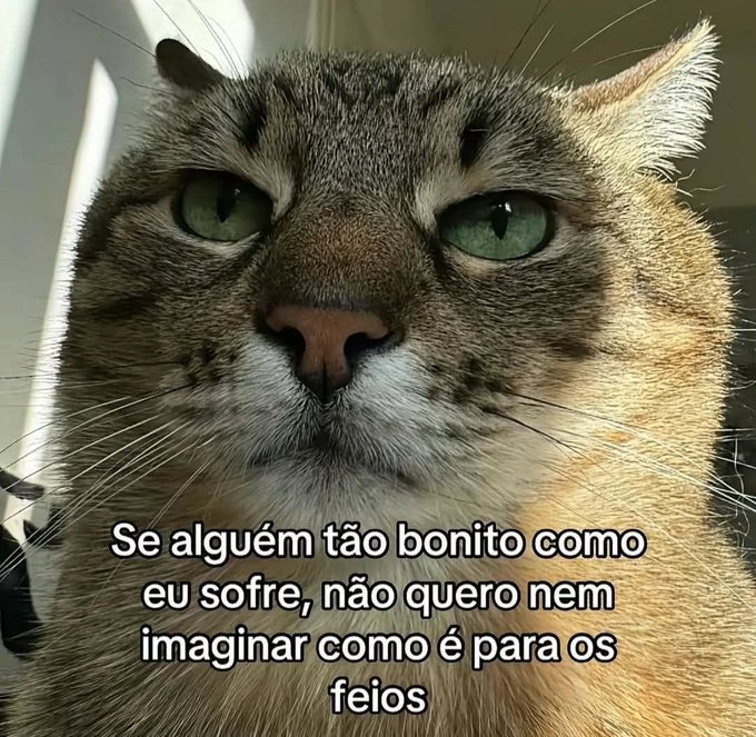 memes para relaxar e sobreviver tweet media