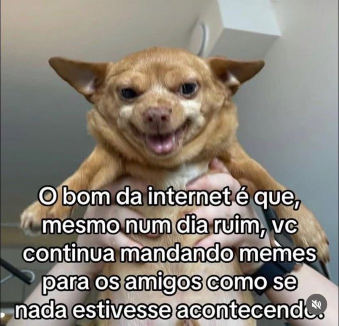 memes para relaxar e sobreviver tweet media