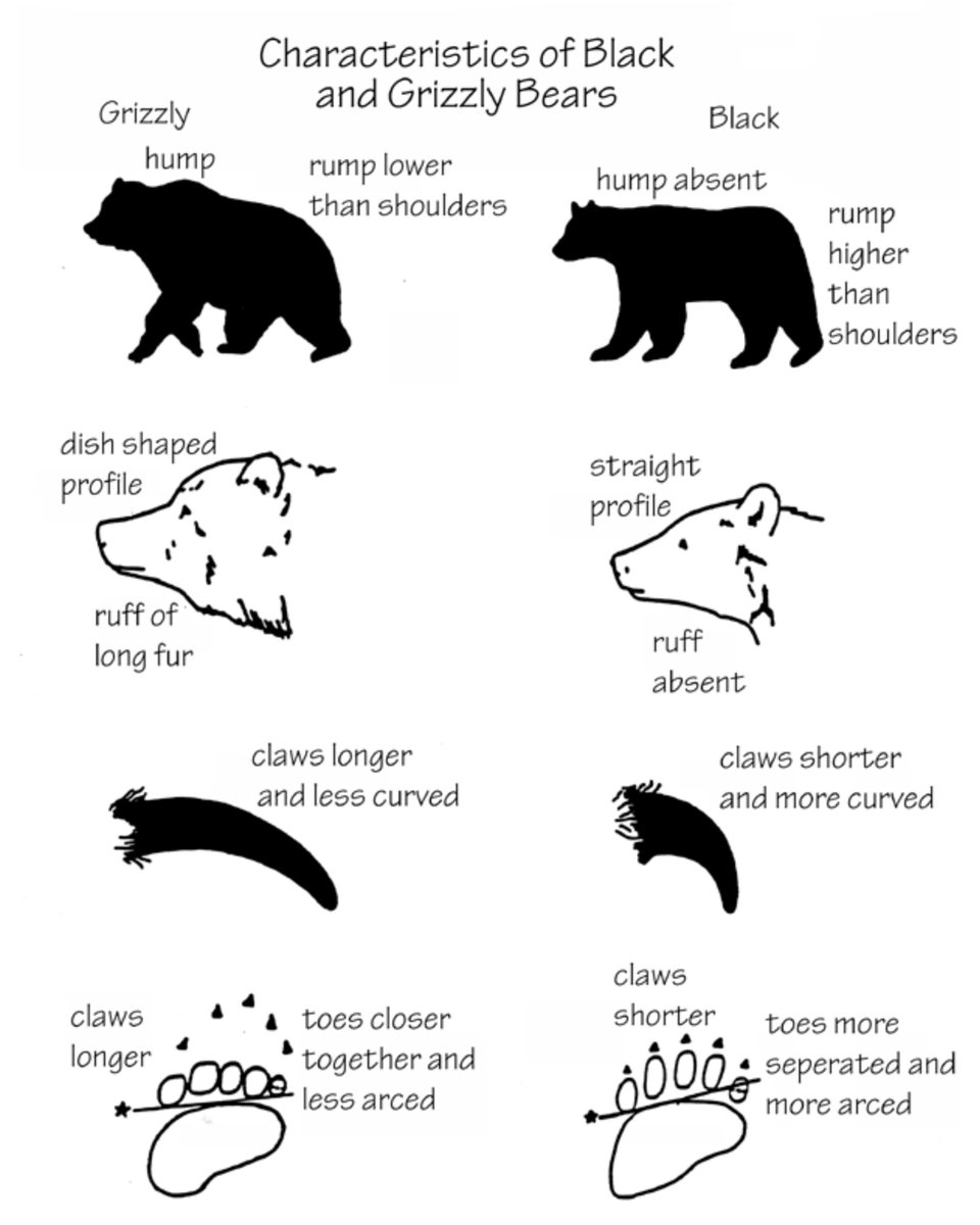 Yellowstone National Park tweet media