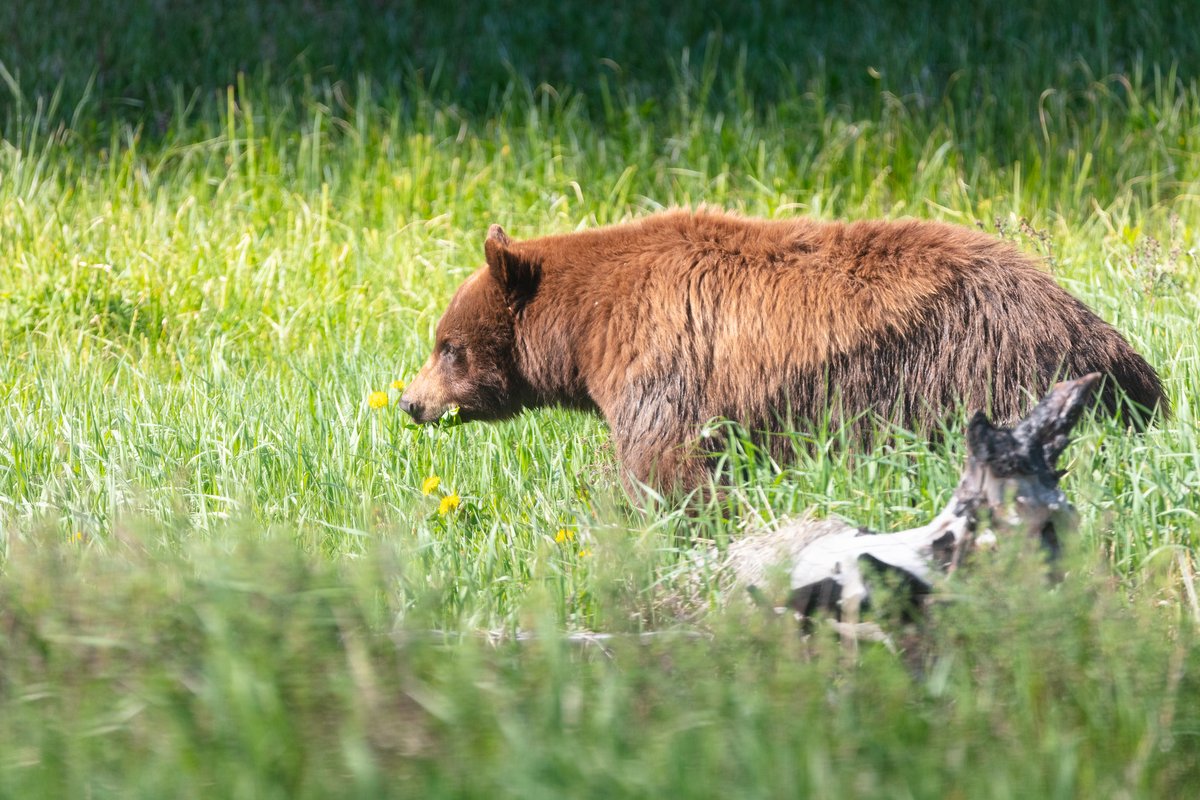 Yellowstone National Park tweet media