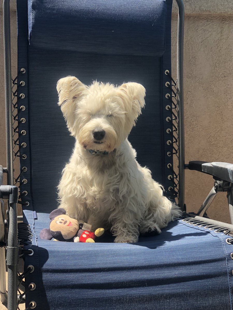lolocolo's tweet photo. Sittin’ in moms chair and restin’ mine eyes in the sun.   Extra long walkies this morning and I’m fightin’ off the sleepies.  #dogsofX  #dogslife  #dogday https://t.co/MT8n3kg641