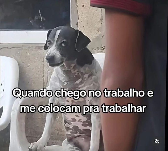 memes para relaxar e sobreviver tweet media