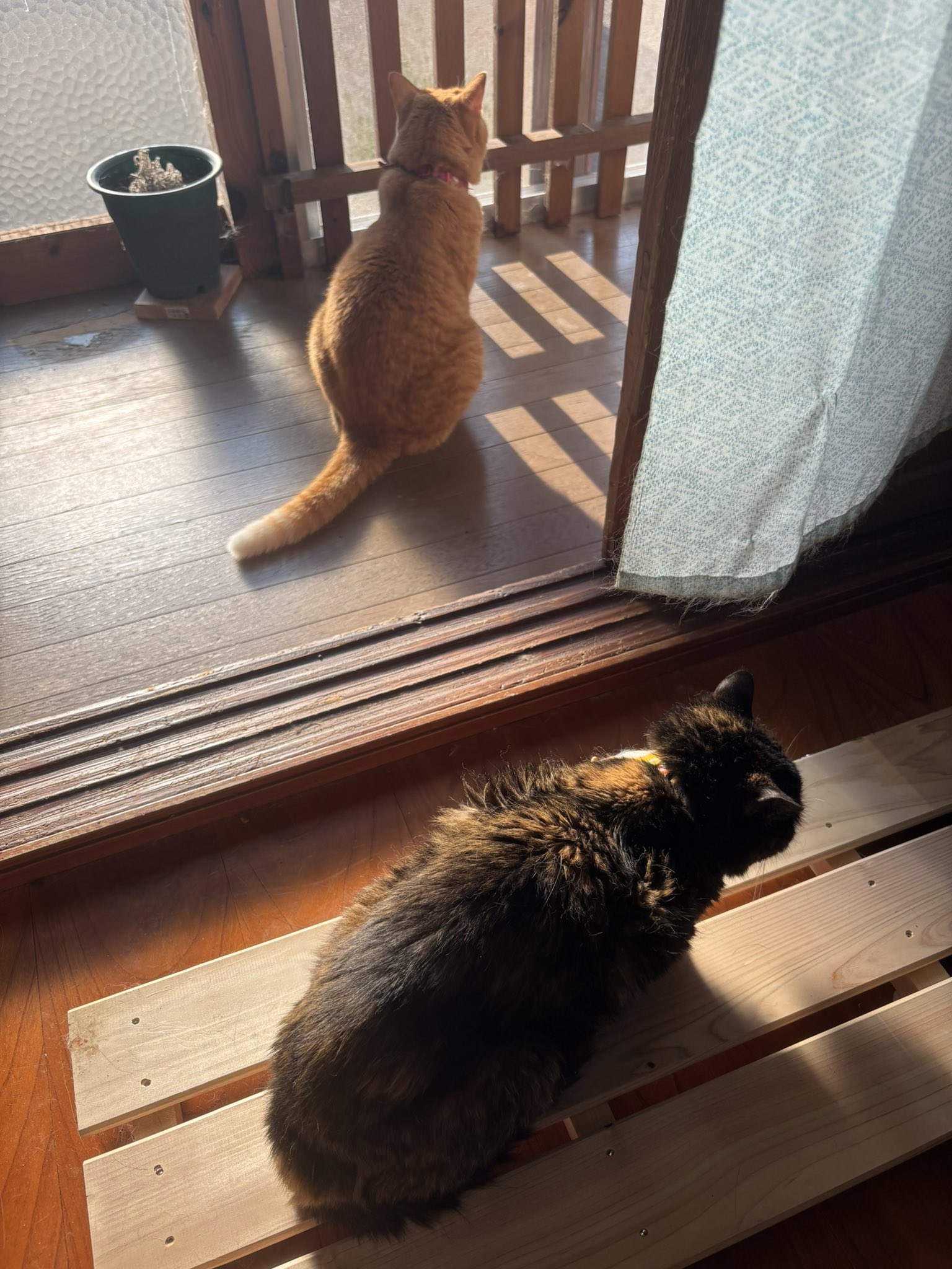 古民家ゲストハウスやまねこ on X: 