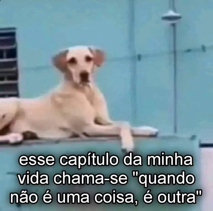 memes para relaxar e sobreviver tweet media