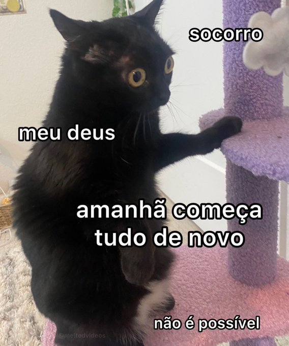 memes para relaxar e sobreviver tweet media