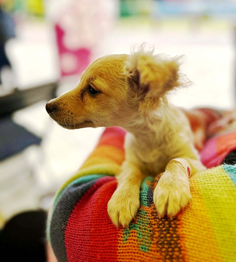 José Iván Herrera Villagómez (@jivanherrera_) on Twitter photo Más #BienestarAnimal en La Libertad 🐾
Gracias al edil auxiliar Juan Román y a <a href="/lalosteffanoni/">Eduardo Steffanoni V</a>, director de Gobernabilidad de <a href="/SGGM_Pue/">Secretaría General de Gobierno</a> por la convocatoria para la Jornada de Esterilización #gratuita de <a href="/AmbientePuebla/">Secretaría de Medio Ambiente</a>. 🐶🐱
En #LaCapitalImparable avanzamos unidos con la guía Más #BienestarAnimal en La Libertad 🐾
Gracias al edil auxiliar Juan Román y a <a href="/lalosteffanoni/">Eduardo Steffanoni V</a>, director de Gobernabilidad de <a href="/SGGM_Pue/">Secretaría General de Gobierno</a> por la convocatoria para la Jornada de Esterilización #gratuita de <a href="/AmbientePuebla/">Secretaría de Medio Ambiente</a>. 🐶🐱
En #LaCapitalImparable avanzamos unidos con la guía