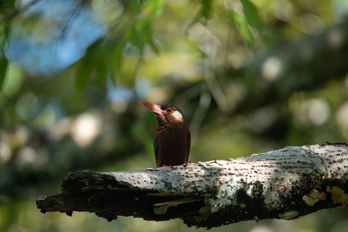 PnudColombia's tweet photo. La Amazonía es el mayor bloque de selva tropical del planeta: regula el clima global, alberga la mayor biodiversidad y es hogar de pueblos indígenas y comunidades locales. Pero también, enfrenta amenazas como la deforestación y bajo financiamiento para su protección. https://t.co/dmcoB53HqO