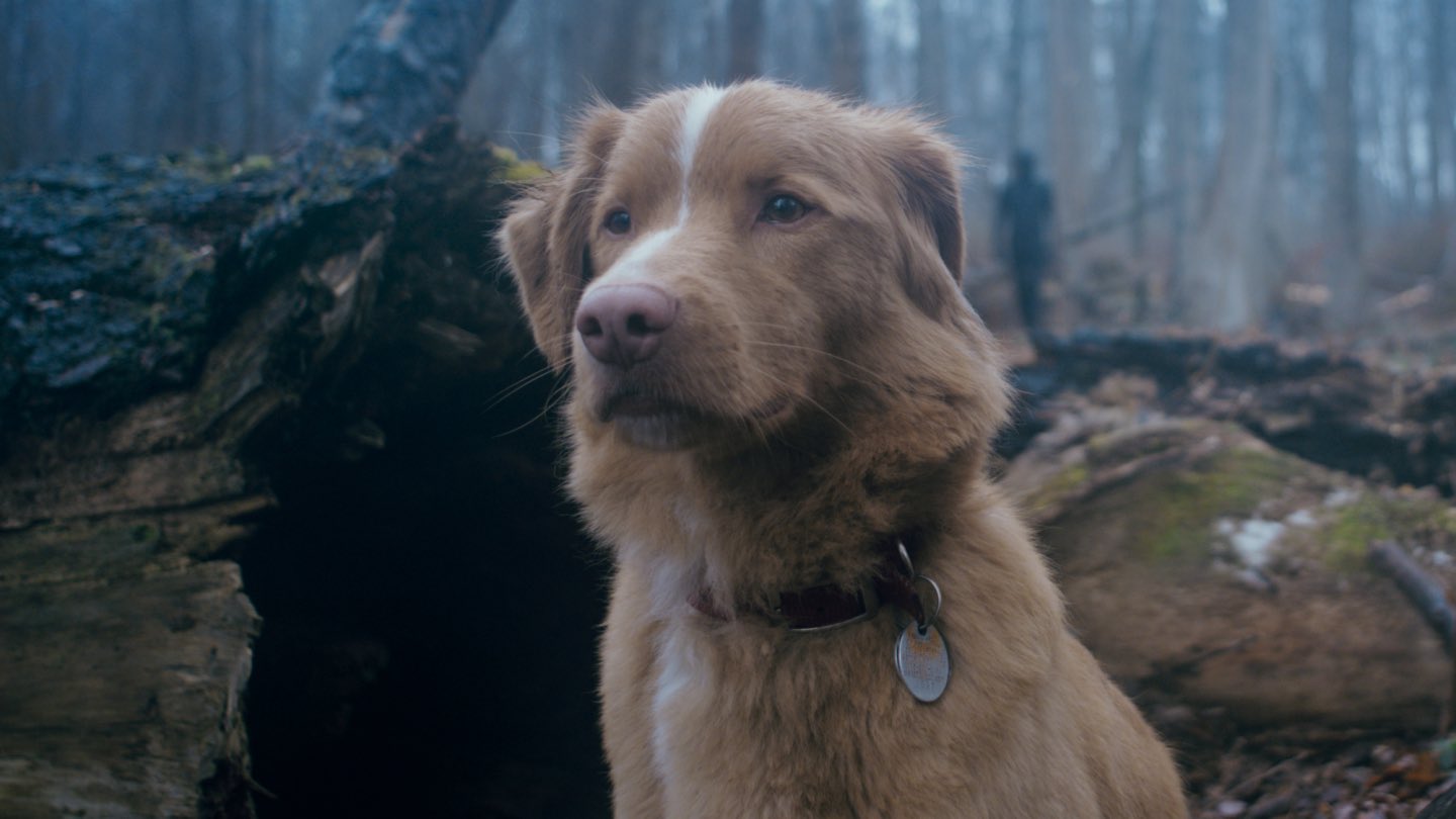 犬 🆕 カニンヘンスムースダックスフンド：2025年07月31日生（2頭を