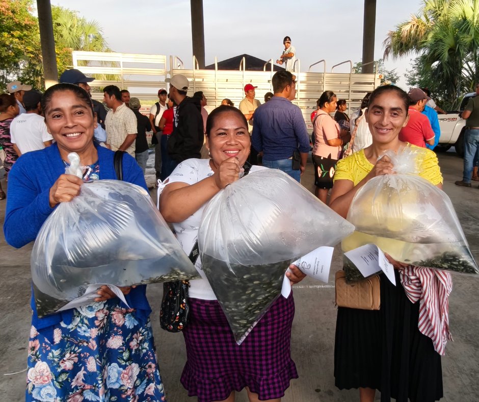 🐟🧔‍♀️Mujeres que lideran, producen y transforman el campo. Con ellas, nuestras comunidades acuícolas son más fuertes.🚣‍♀️
#MujeresProductoras #PescandoVida #Tabasco #México #sedap