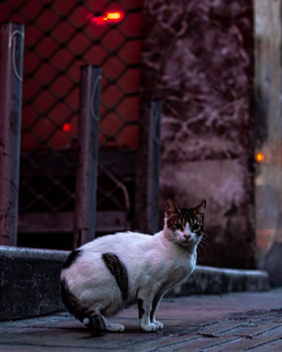 NLathiotakis's tweet photo. Art of the Day! ""Cat life in the city"". Buy at: https://t.co/iqHjBZZLra https://t.co/daA9Vwt2C9
