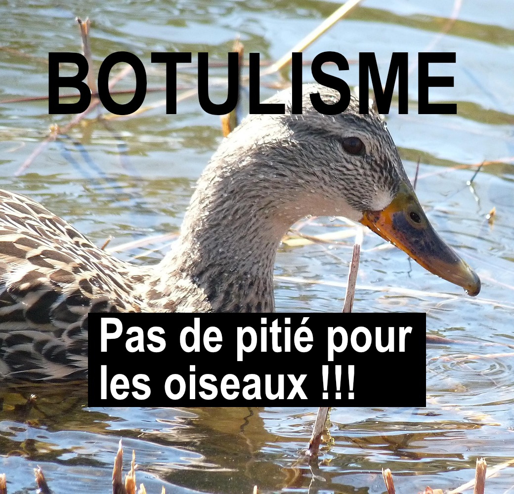 ChasseAbolition's tweet photo. Alors que des milliers d’ #oiseaux sont morts du #botulisme, les #chasseurs se préparent à l’ouverture prochaine de la chasse, dans 48h.
https://t.co/hR0RptVPmC https://t.co/pu4T8bOM6g