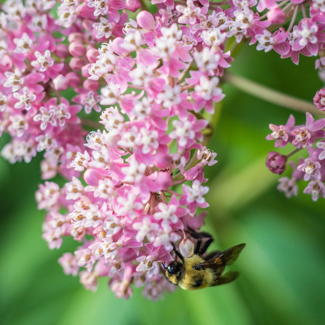 naturehills's tweet photo. September is prime time for monarch migration! 
These winged travelers are on the move — and they need fuel for the journey. That’s where milkweed comes in. 🌿💪  

From orange to pink, yellow, and white, there’s a milkweed to match every garden. 💚

🦋🌱: https://t.co/SHt0bggt81 https://t.co/5jusK66tx8