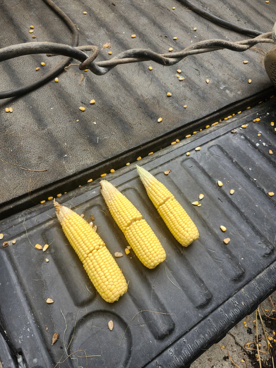 I came home and did my own corn estimate according to #pftour25 on my home farm.    Again I lots of high yellow sand on the farm.   My average on the area I checked is 137.8.   Only 1 tenth of rain so far in August and really none forecasted.   Going to get even tougher!