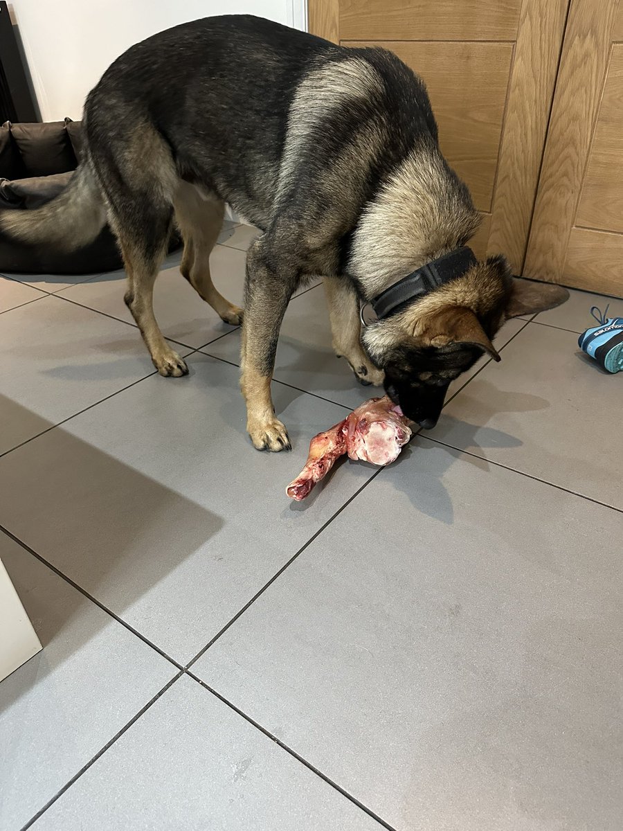 A nice treat for the big lad 😊