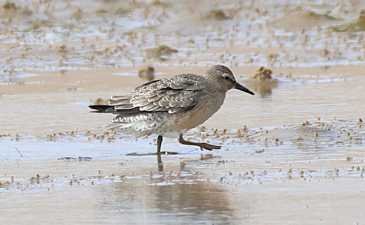 philcheeseman4's tweet photo. Knot , Sanderling , Grey Plover and Turnstone at Ferrybridge https://t.co/RueuoLsLE4