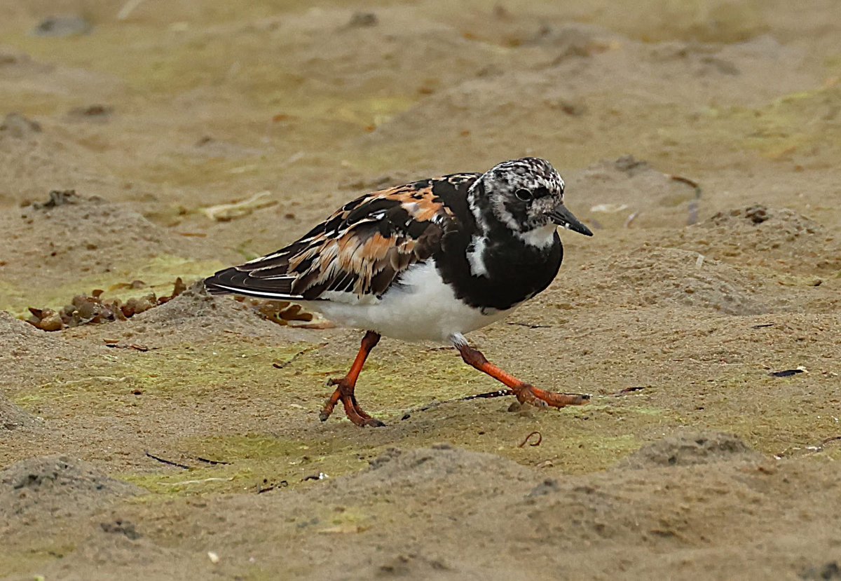 philcheeseman4's tweet photo. Knot , Sanderling , Grey Plover and Turnstone at Ferrybridge https://t.co/RueuoLsLE4