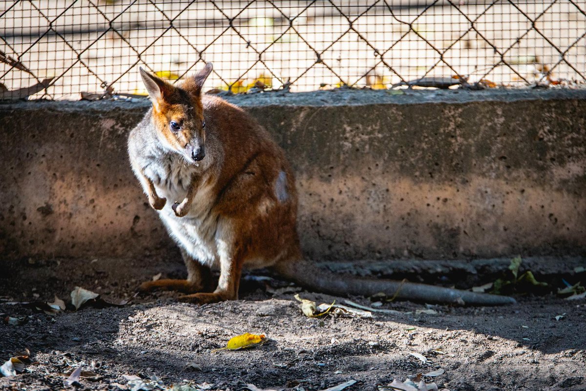 loopet_X's tweet photo. The bush quiets as wallabies settle in. Tomorrow brings tusks, whiskers, and a whisk through icy seas.
#loopetTG #loopet #animal #web3 #solana #saveanimal https://t.co/eWrYvgwdM7