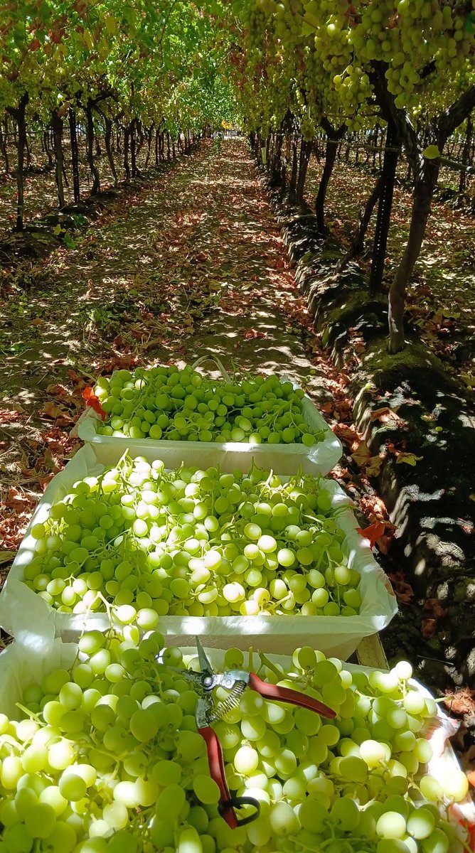 United Farm Workers tweet media