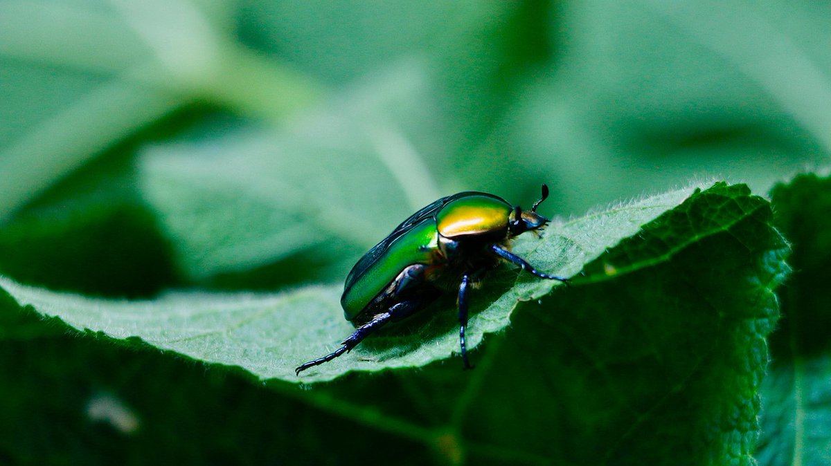 SilverBirchPres's tweet photo. "If I Were a June Bug," poem by Carrie Sherrill (BUGS & INSECTS Series): https://t.co/9XslbEGfyr
#poetry #WisconsinPoets #poems #bugs #insects #poets #junebugs https://t.co/iI75sRUO5m
