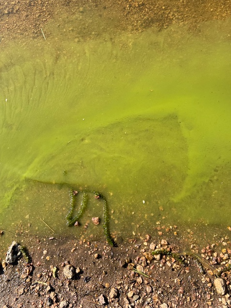 WyoStateParks's tweet photo. Harmful Cyanobacterial Blooms (HCBs) are present across the state, including at these state parks:
Boysen State Park
Curt Gowdy State Park
Glendo State Park
Guernsey State Park
Seminoe State Park
Learn more at https://t.co/KV2seMa8Sv
📷 Wyoming Department of Environmental Quality https://t.co/fnXLplvrLI