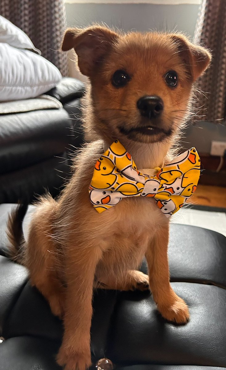 RIP TetleyBum πππππΆπΆ (@bumtetley) on Twitter photo To celebrate me getting my first duck, Iβve been allowed to wear Tetleyβs duck bow tie that Fergus <a href="/neale_morrison/">Neale and Fergus the Westie!!</a> bought him for Christmas. Itβs a bit big but Iβm very proud of it! πππΆπΆπ¦π¦ To celebrate me getting my first duck, Iβve been allowed to wear Tetleyβs duck bow tie that Fergus <a href="/neale_morrison/">Neale and Fergus the Westie!!</a> bought him for Christmas. Itβs a bit big but Iβm very proud of it! πππΆπΆπ¦π¦